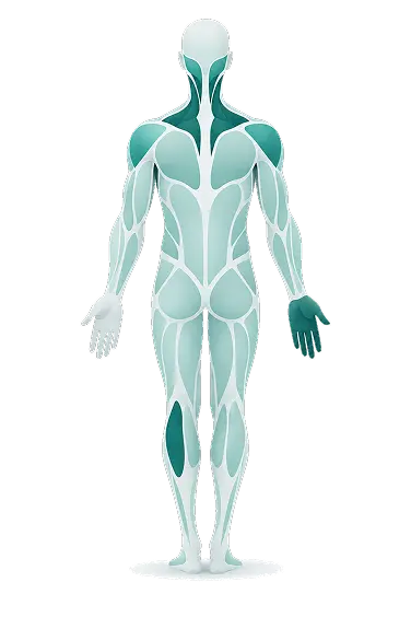 Illustration of the human body showing muscle groups